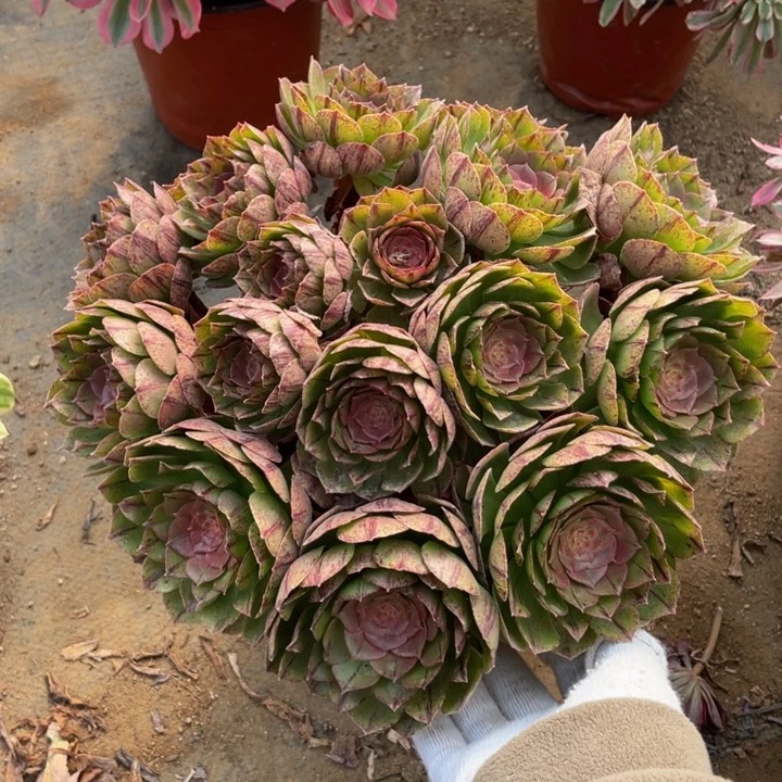 316万拉丝法师多肉断枝不售后