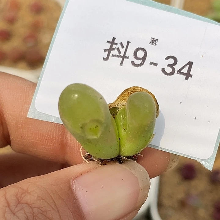 9-34风铃多肉植物