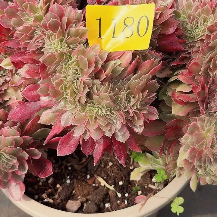 平*叔多肉植物福利1180