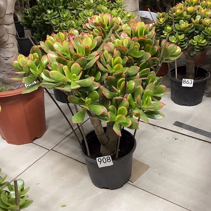 彩玉树花月独杆老桩