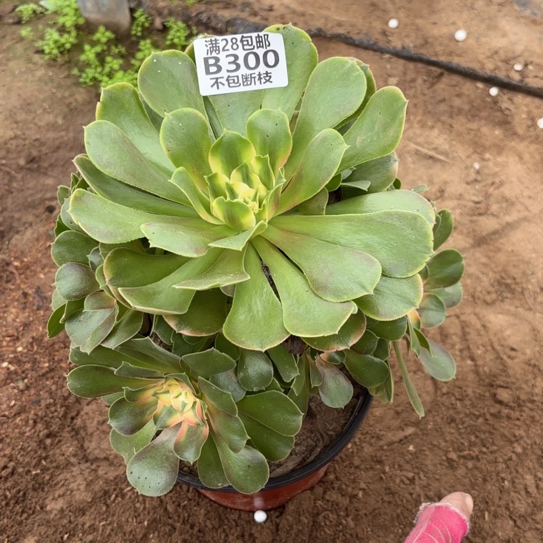 M. 300香妃多肉1，bab