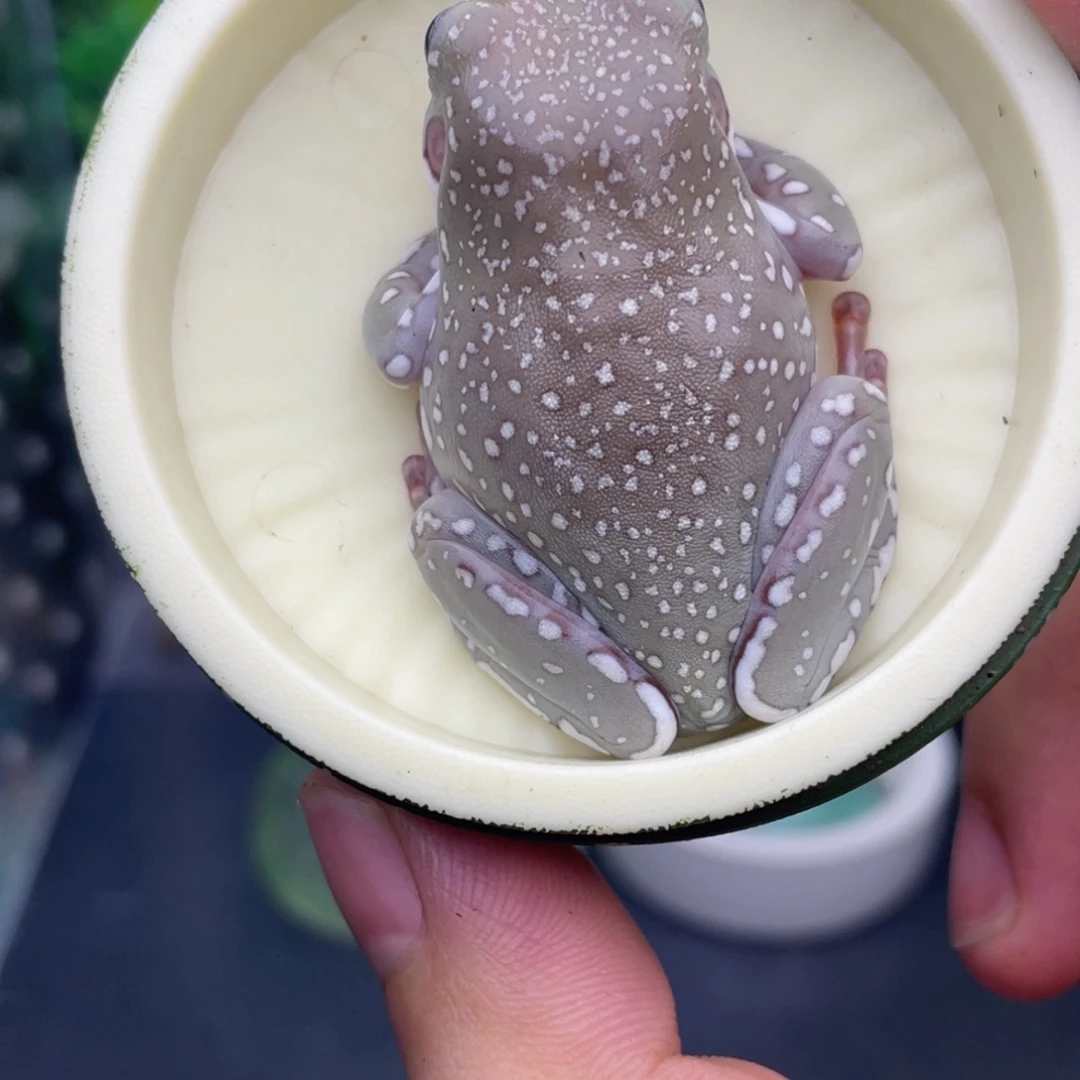 老爷树蛙焦糖蓝眼暴雪