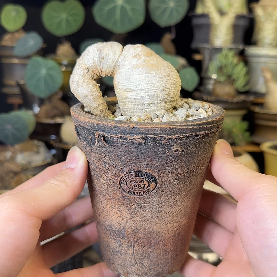 一物一拍樱花大戟1580