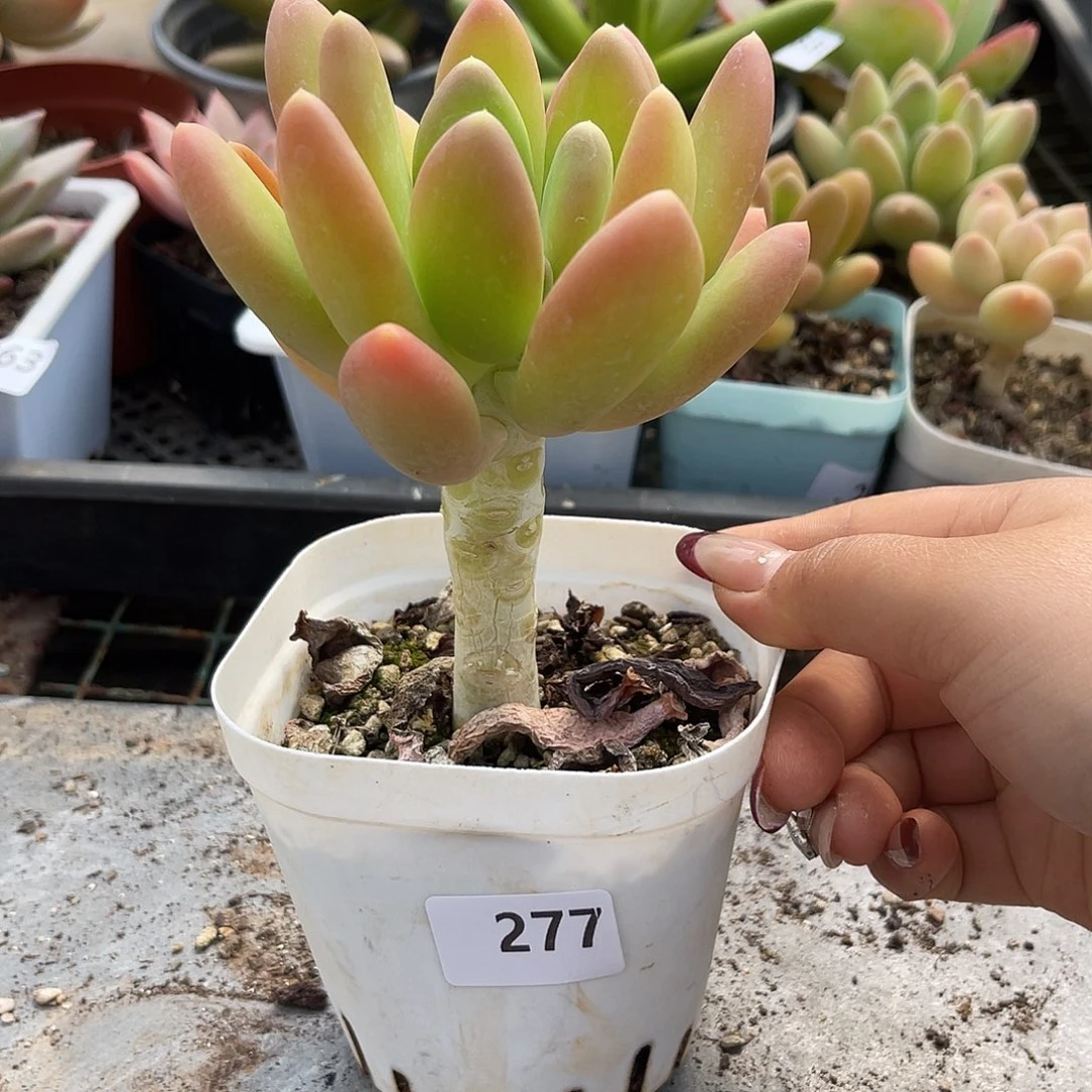 金蝉。   277。 111111111