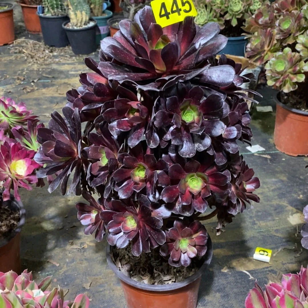 花纳多肉法师445