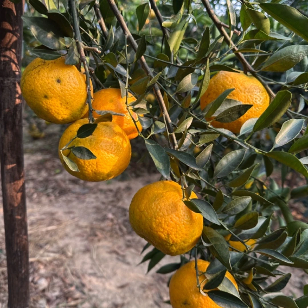 广东新会天马大红柑新会陈皮