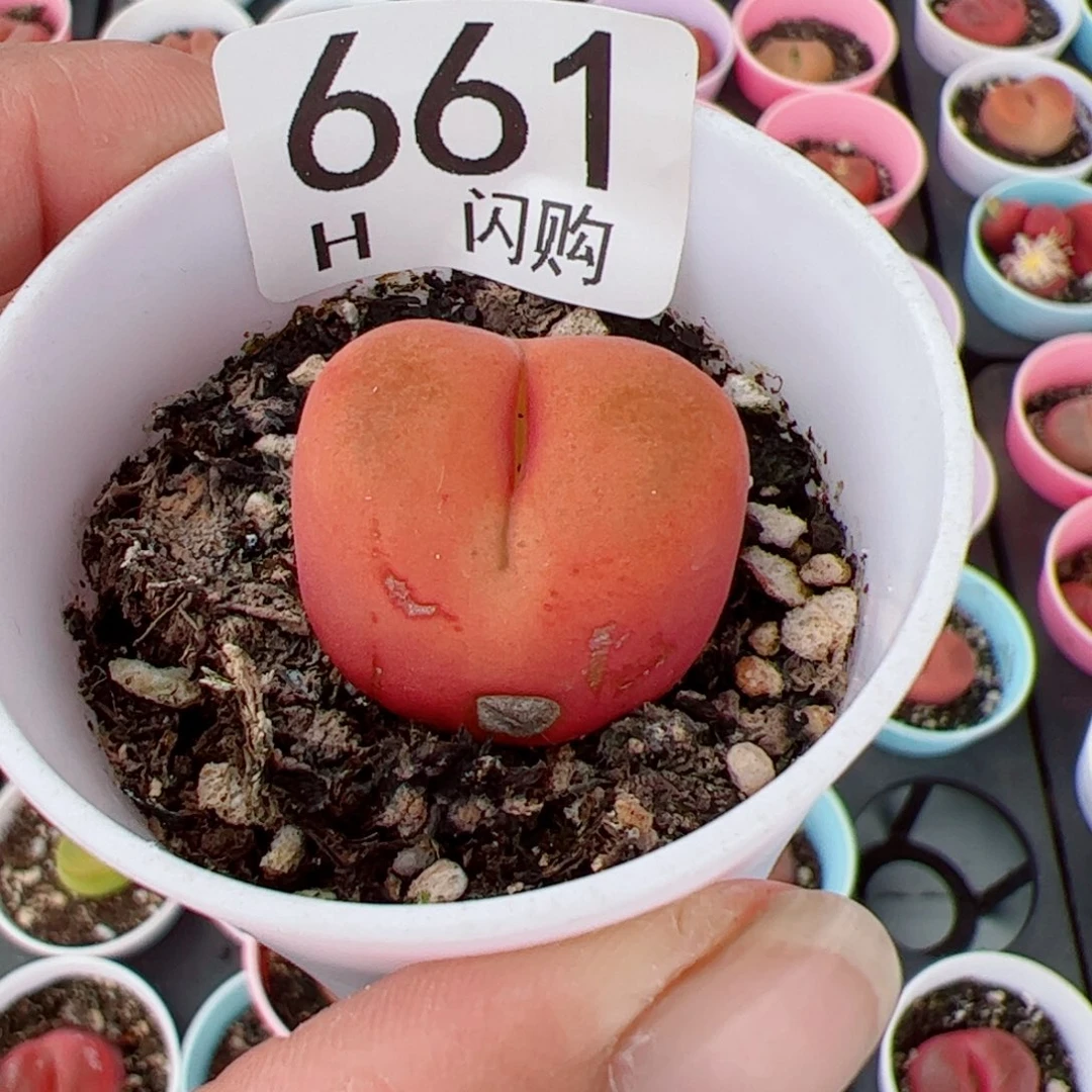 无花朵紫**夏我很喜欢这个H661