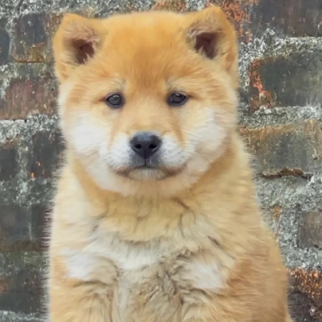 广西田园犬 精品活体小狗 看家护院宠物狗