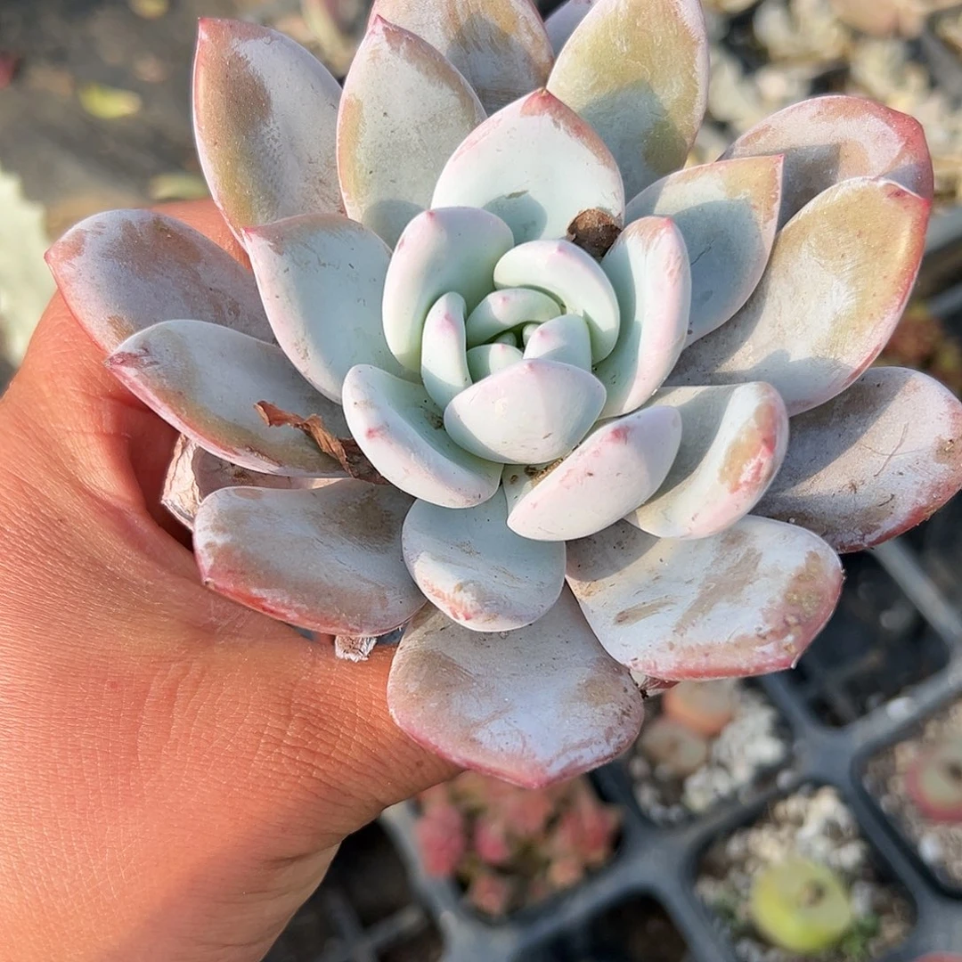 多肉植物多肉植物