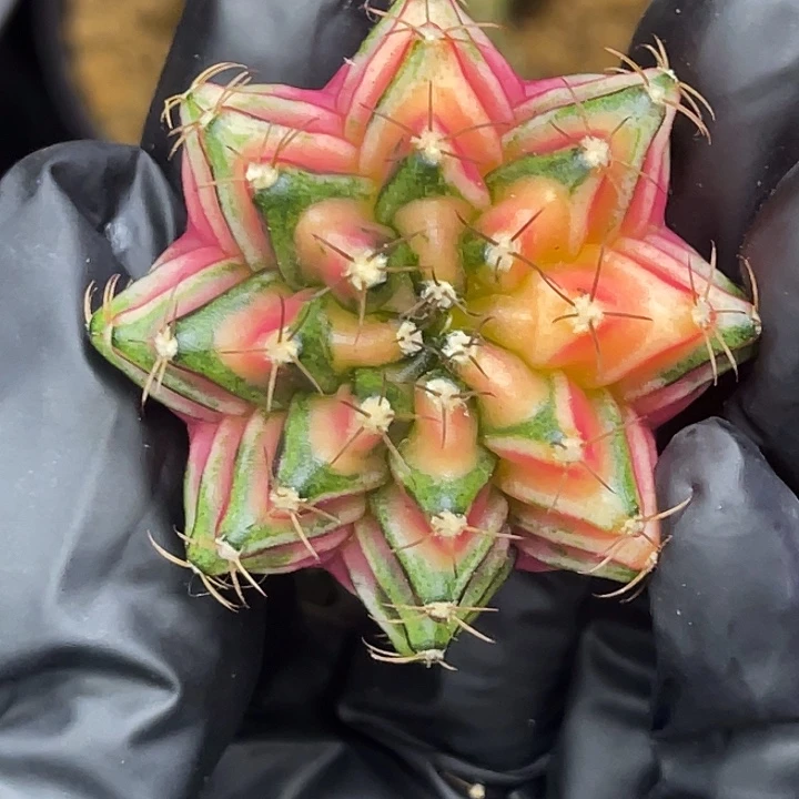 彩虹泡泡 一物一拍