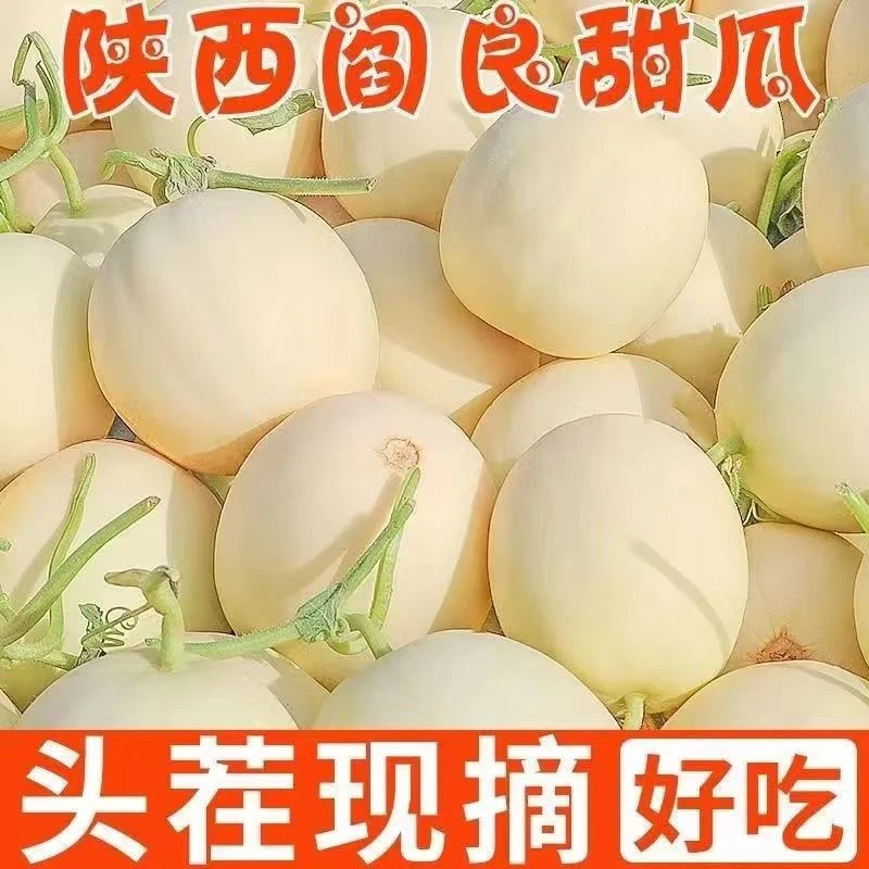 陕西阎良小籽香瓜甜瓜新鲜现摘原产地水果直发5斤/8.5斤包邮