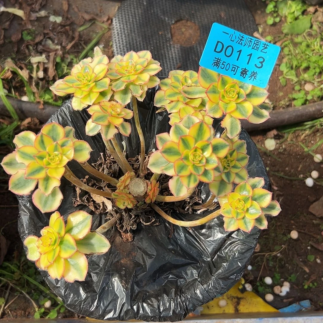 0113多肉植物太阳