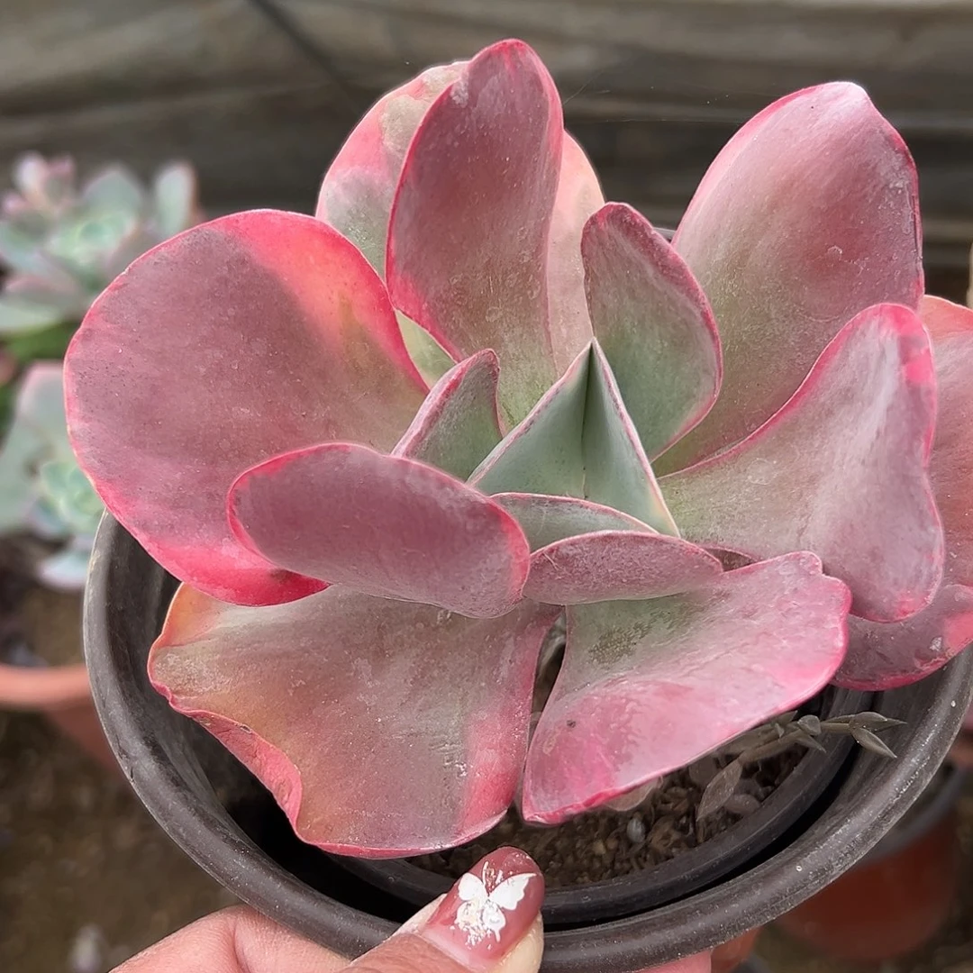 多肉植物唐寅锦单头