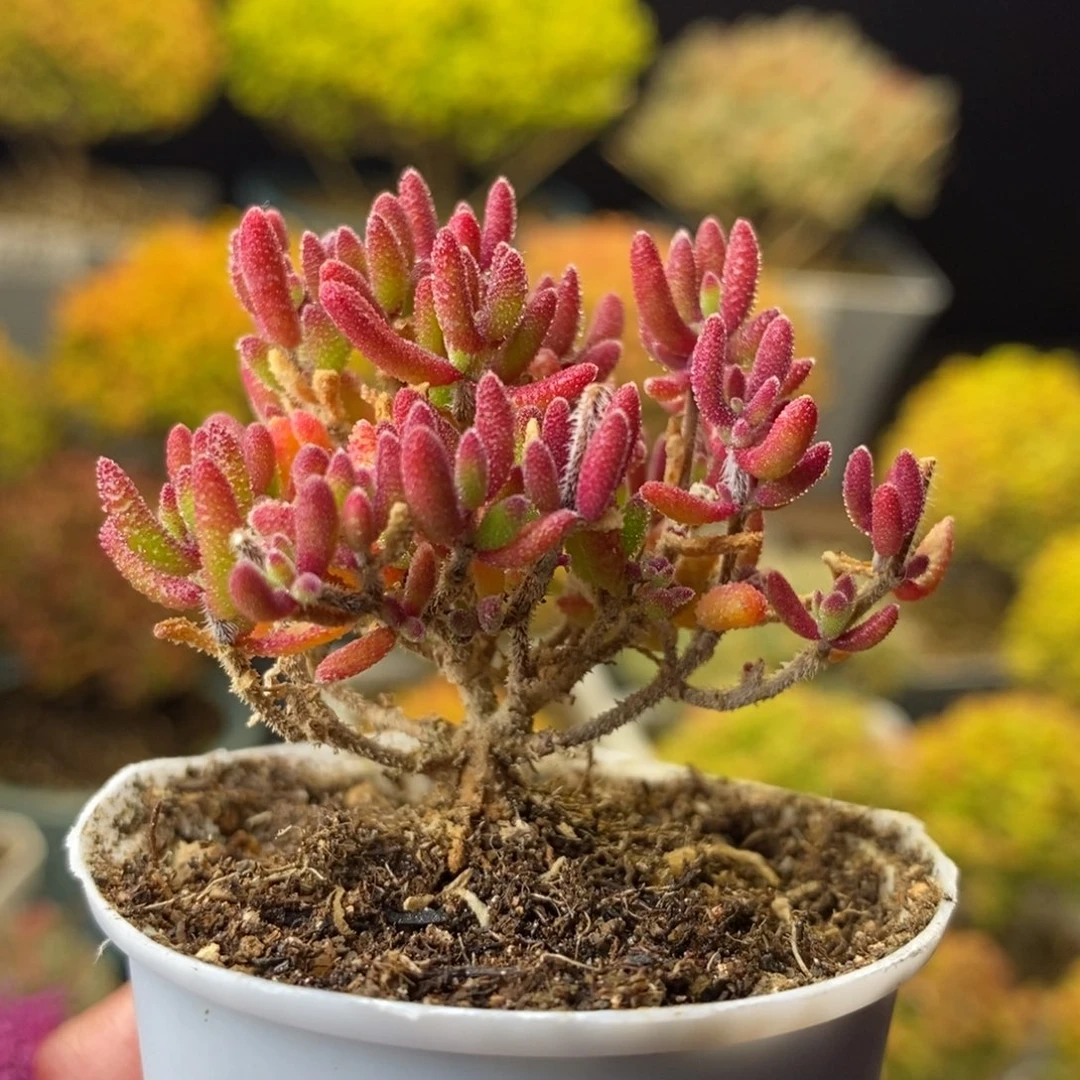 崔***圣1492红麒麟 。