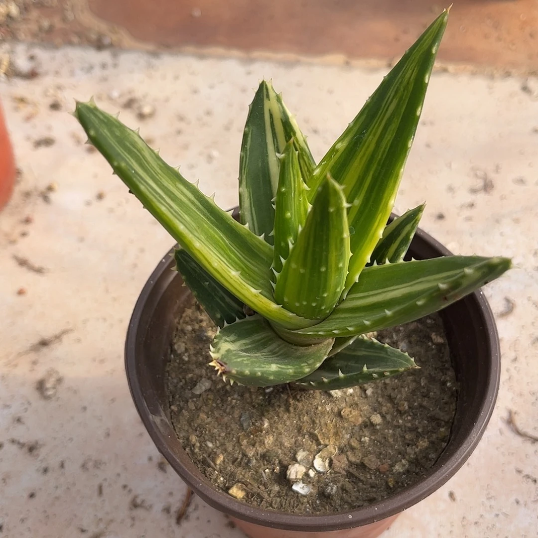 芦荟拉丝锦一物一拍