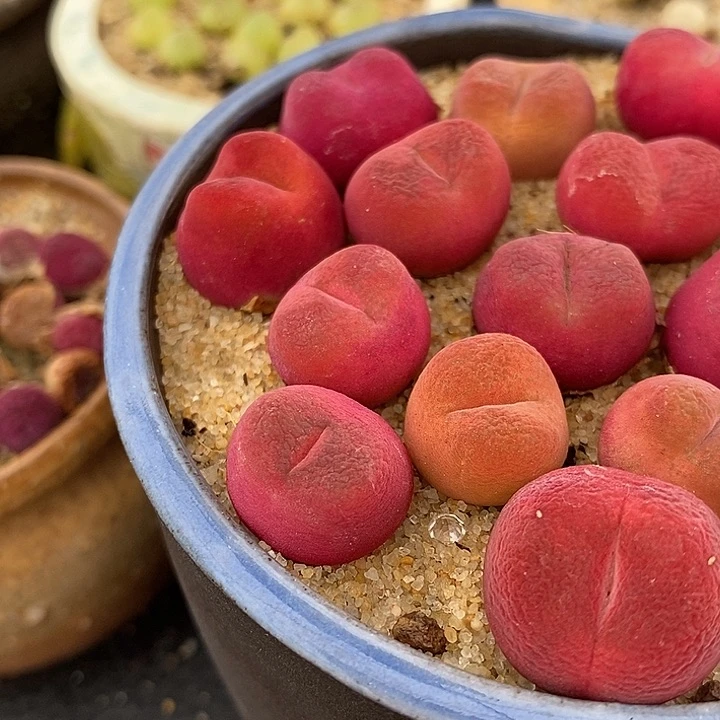 红樱桃一颗红樱桃