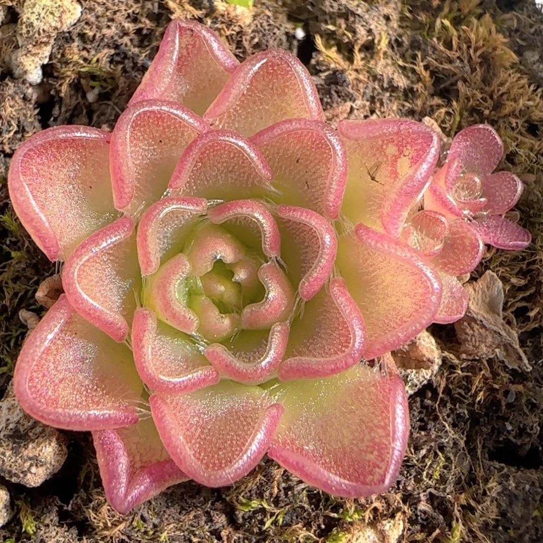 多肉1227-127近藤捕虫堇