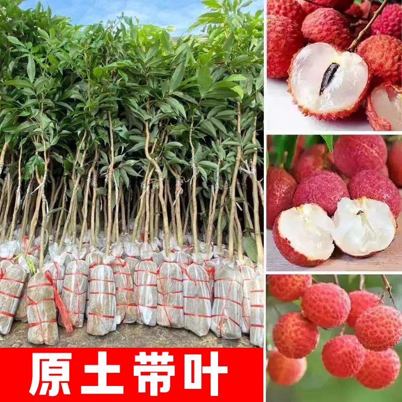 原土带叶桂味荔枝树苗冰荔正宗无籽妃子笑果树无核荔枝王北方盆栽