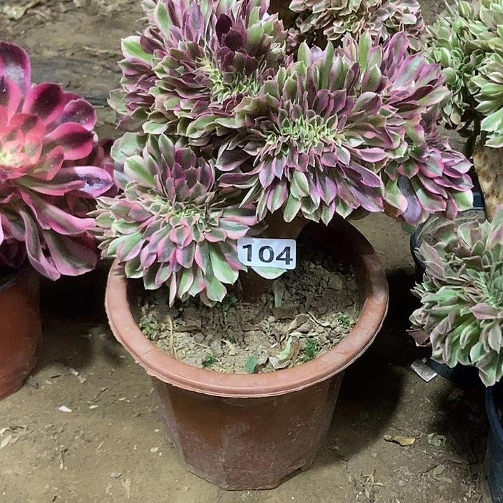 104粉女妖缀化老板子法师