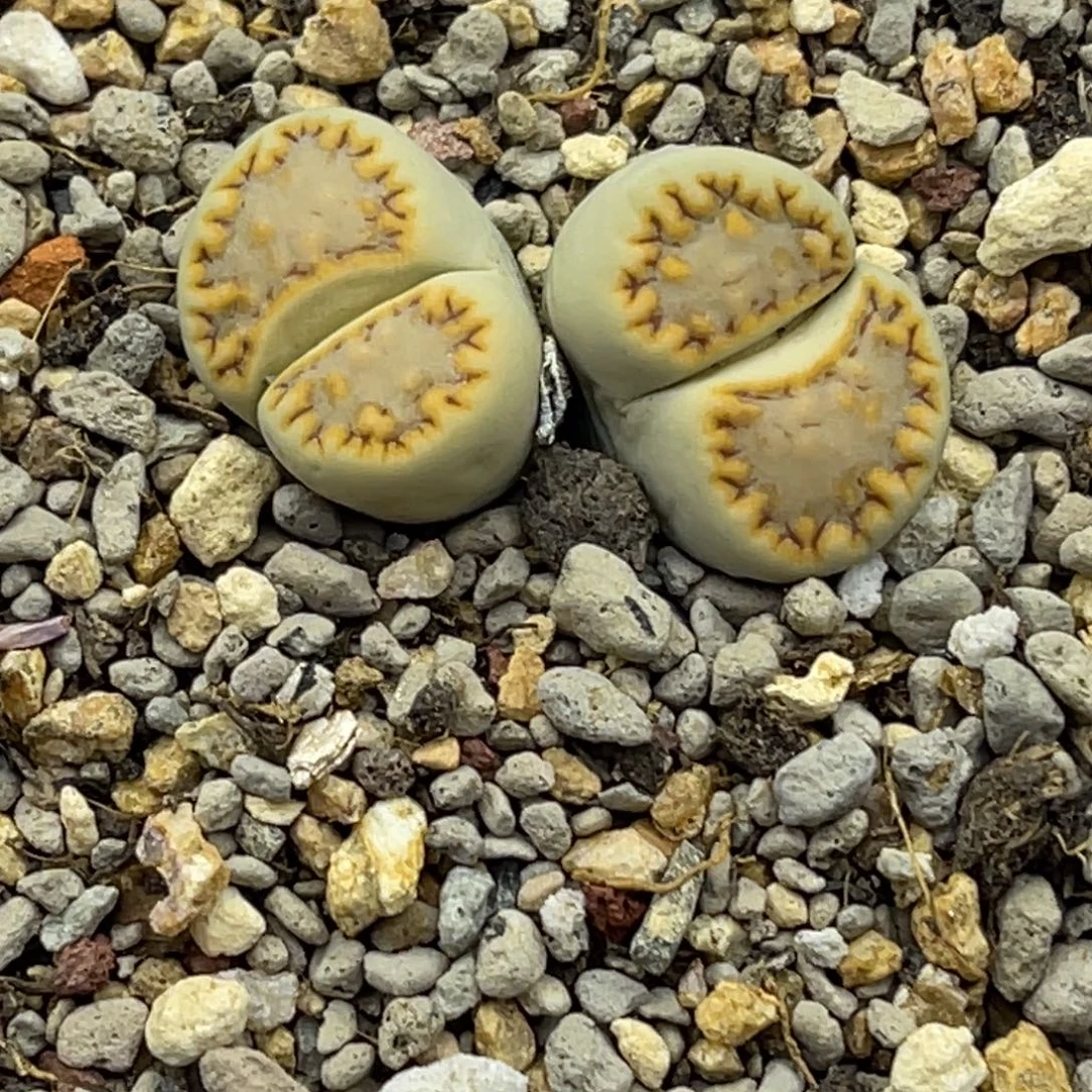 6283双头黄绿饼干1母本