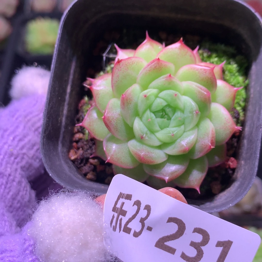 乐然23-231 海王单头