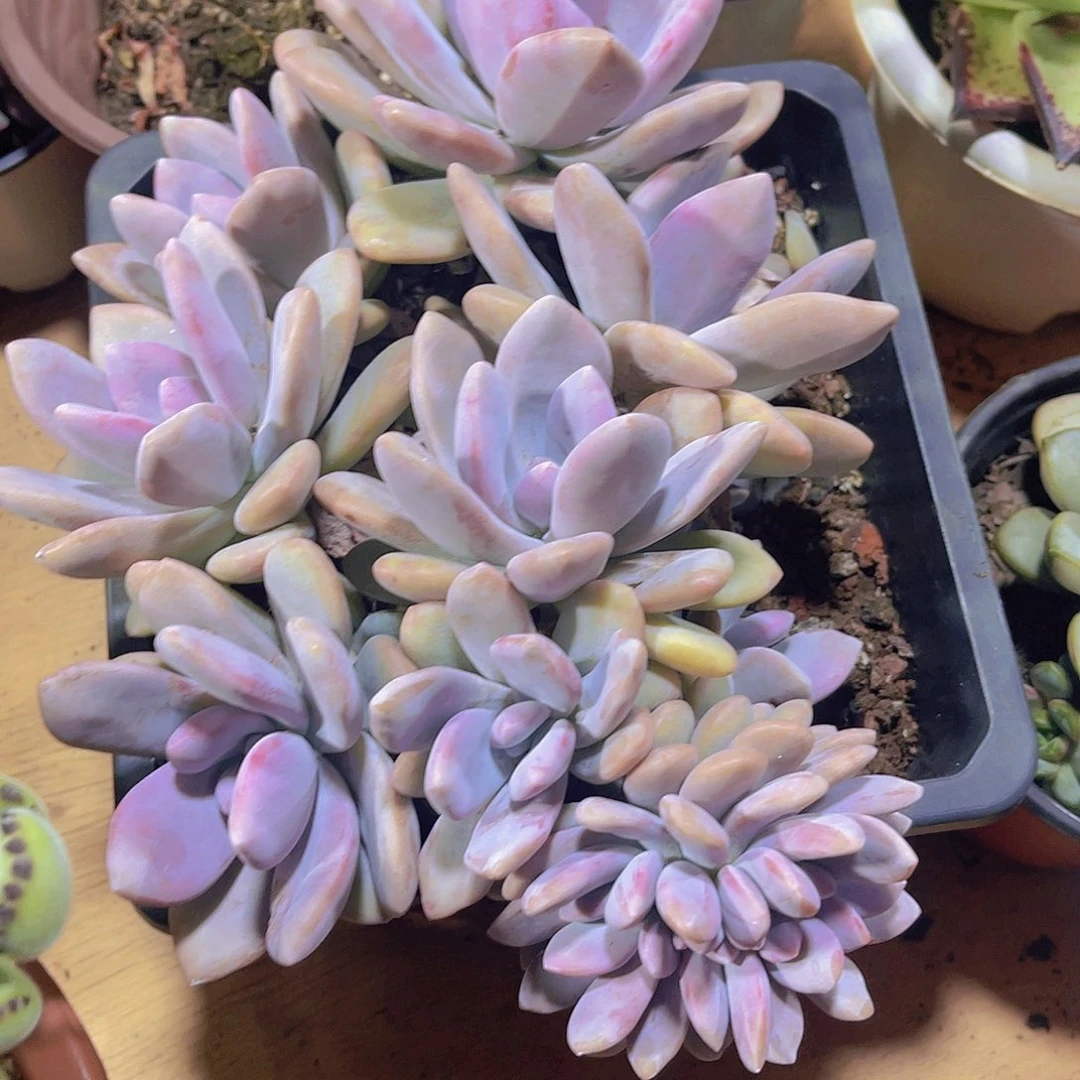 安***?0000000000000264