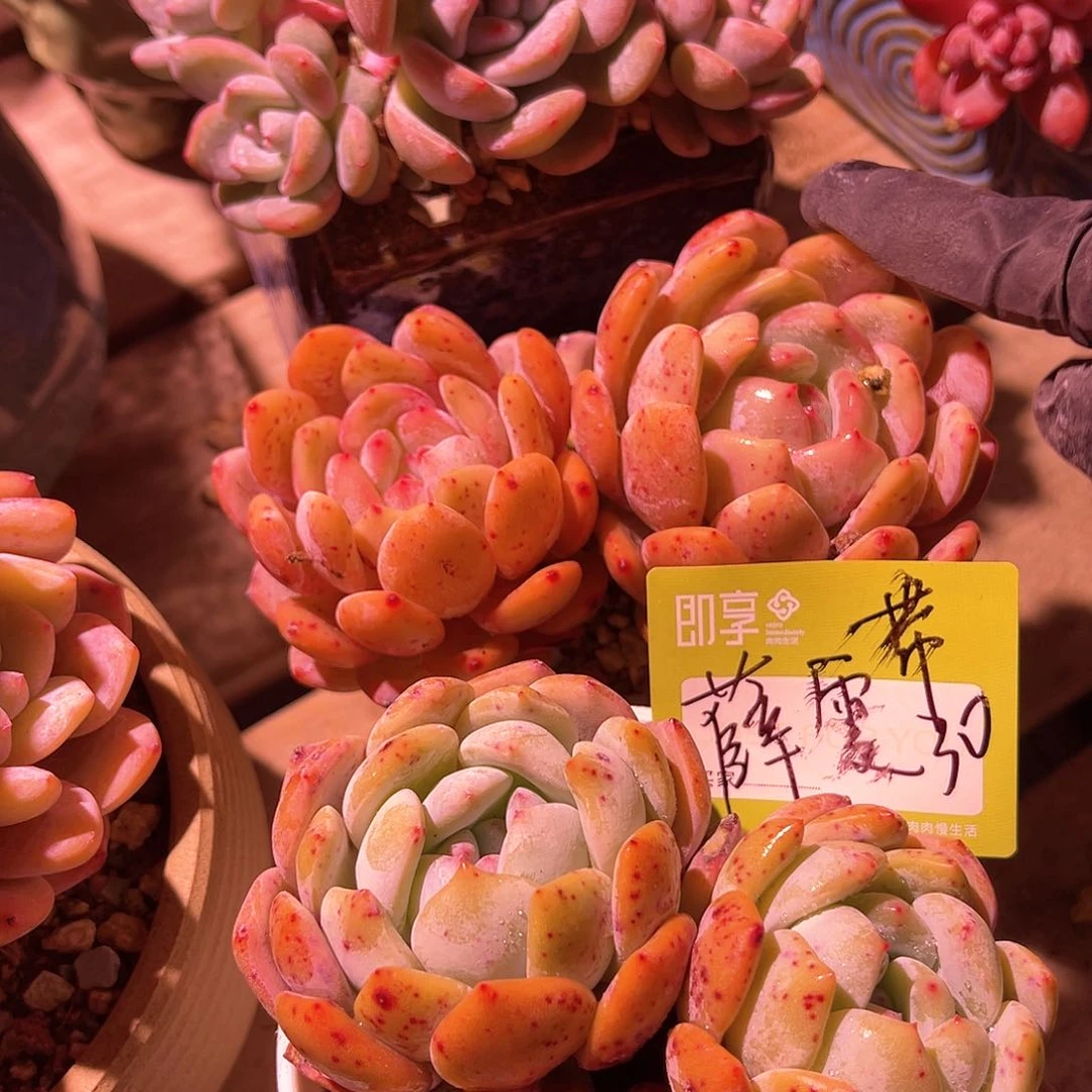 薛*橙梦露群生一颗带盆