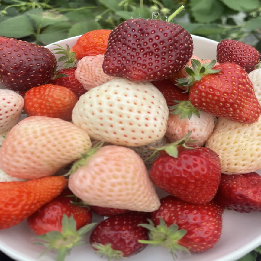 【多彩草莓苗】黑色粉色白色草莓苗盆栽地栽南北方均可以种植阳台