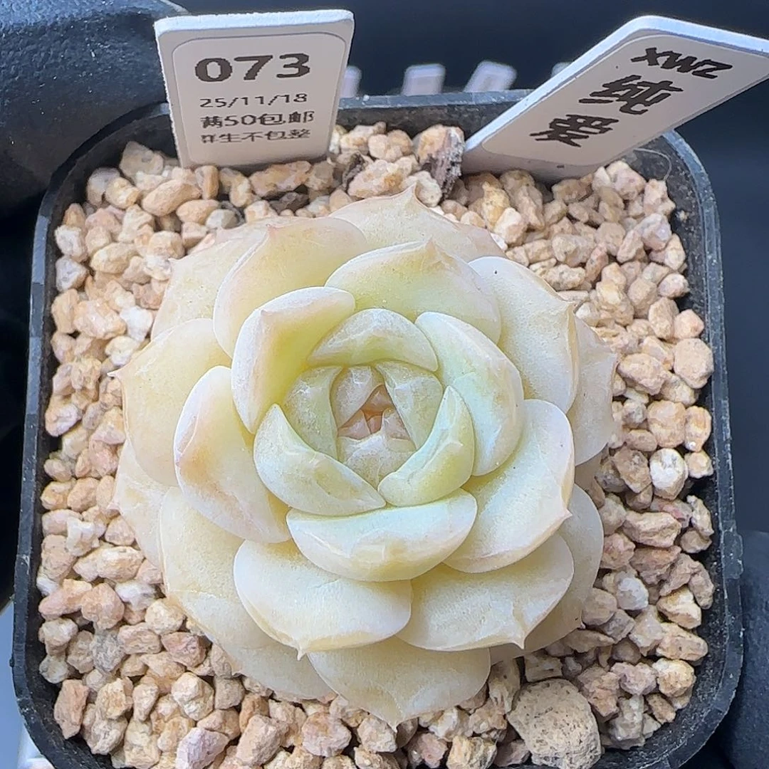 073   纯爱  5厘米盆