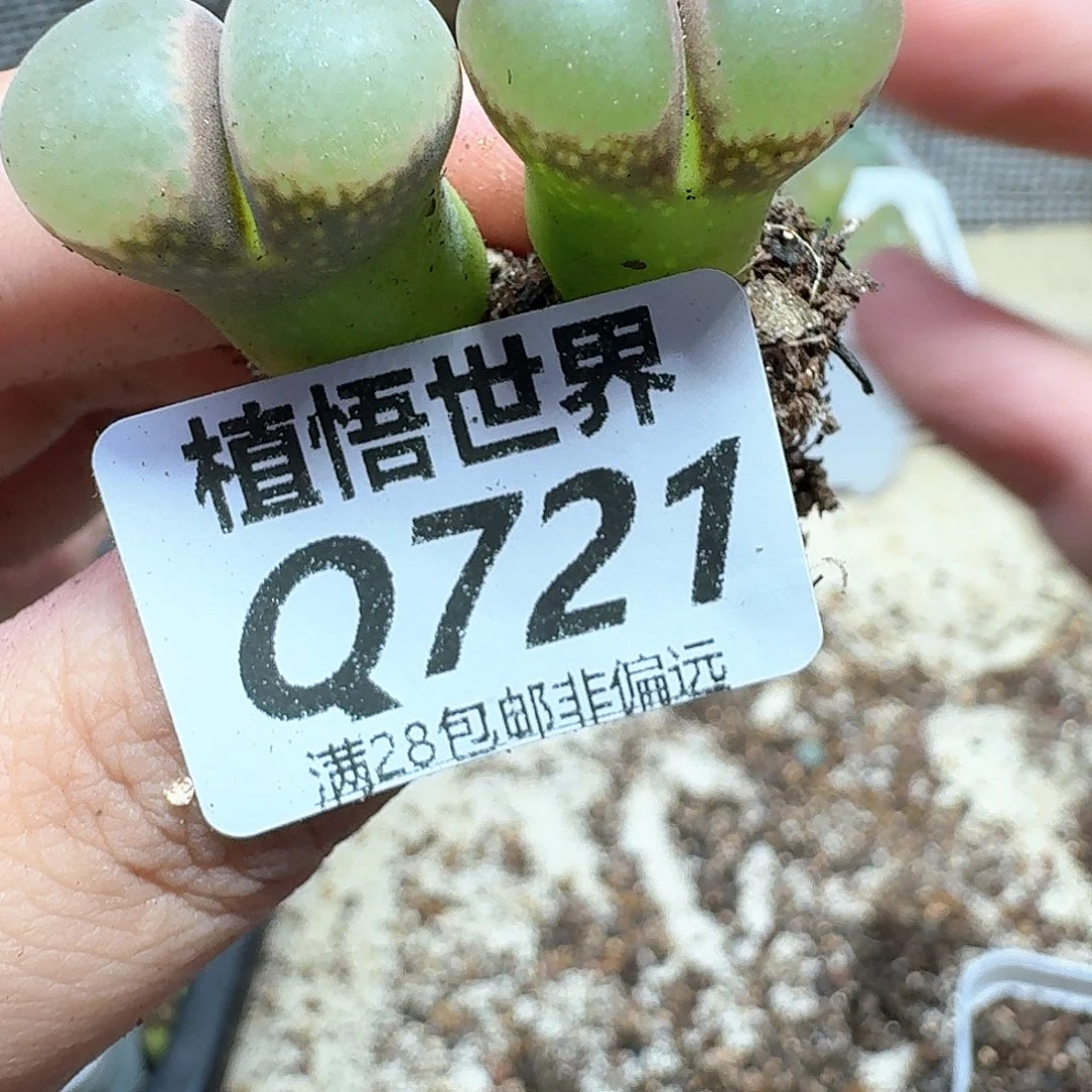多肉植物的润泽吃cg