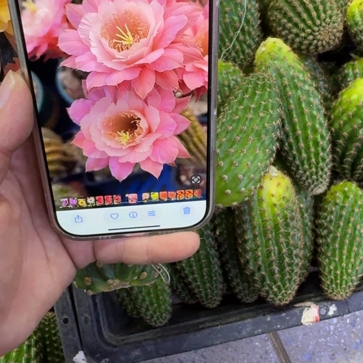 236金妞奈何歪无根侧牙6公分左右，20包邮