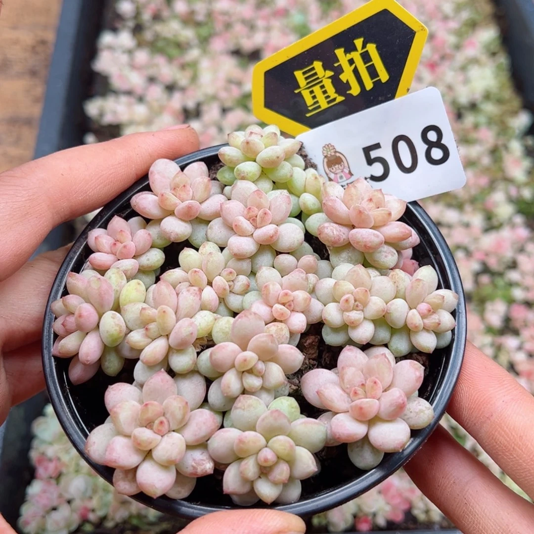 多肉植物多肉植物