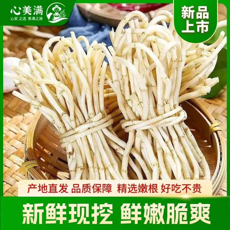 现挖新鲜农家鱼腥草折耳根嫩根可作蔬菜或中药材