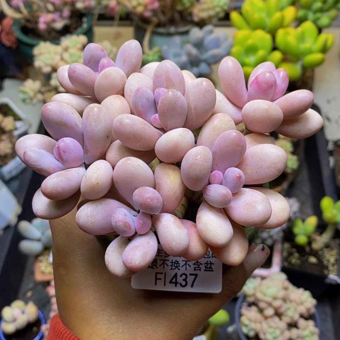 437糖果桃蛋多肉10c m