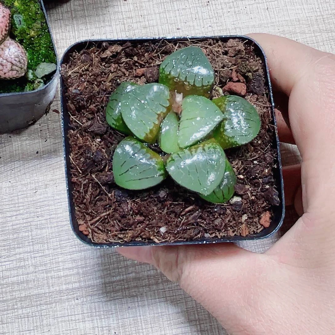 日月潭多肉植物6666