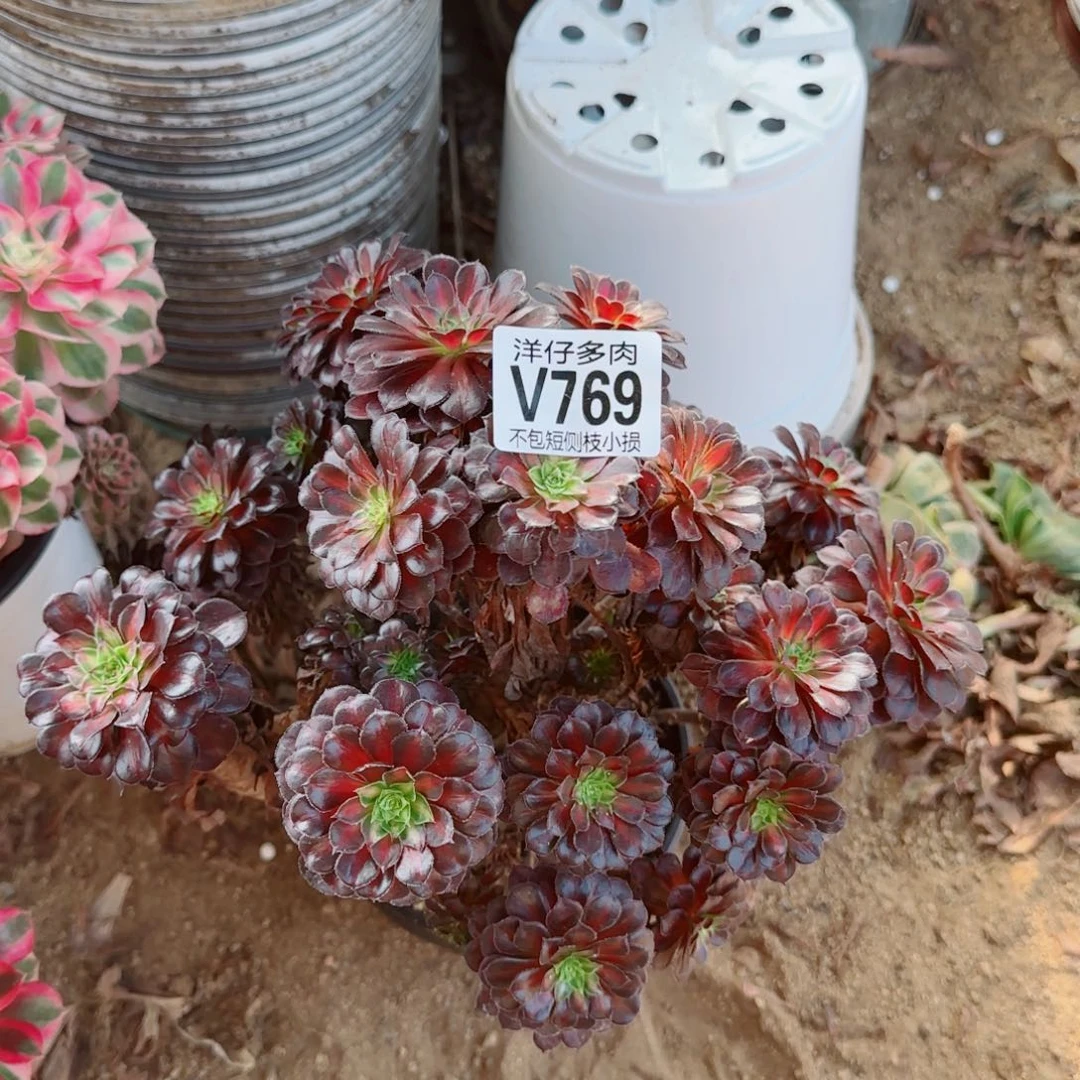 黑同湖发师769冠幅23