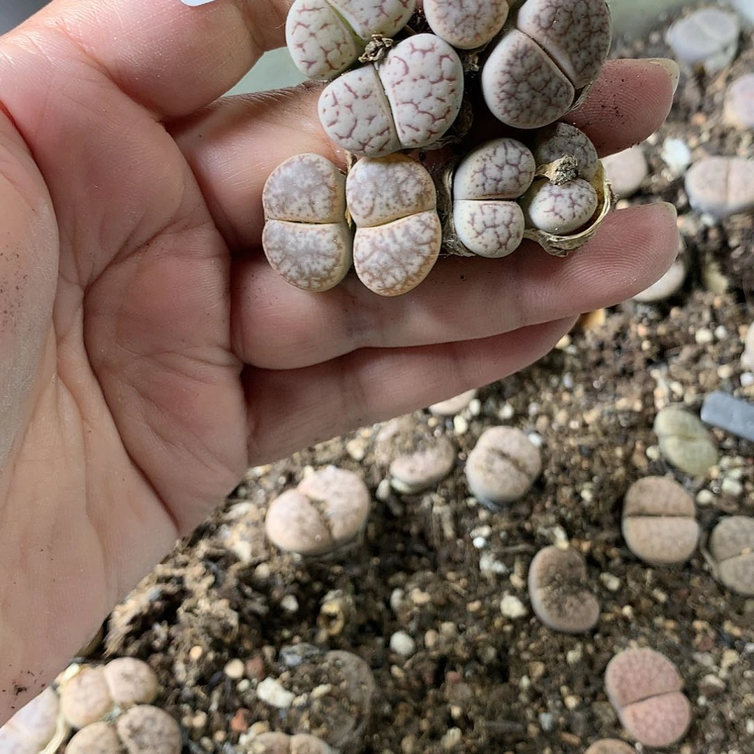 ?****金D182多肉植物保护研究所