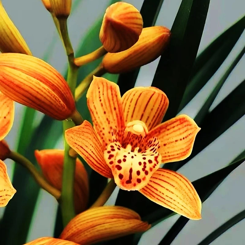 【东方美人】浓香大花蕙兰花卉绿植好养易活办公室客厅书房