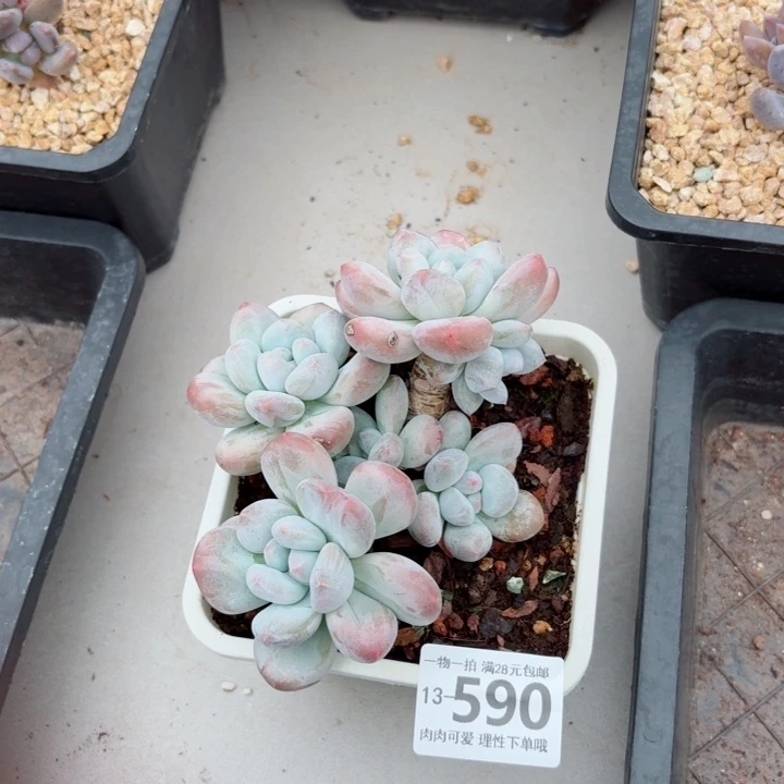 香水多肉无盆土发货多
