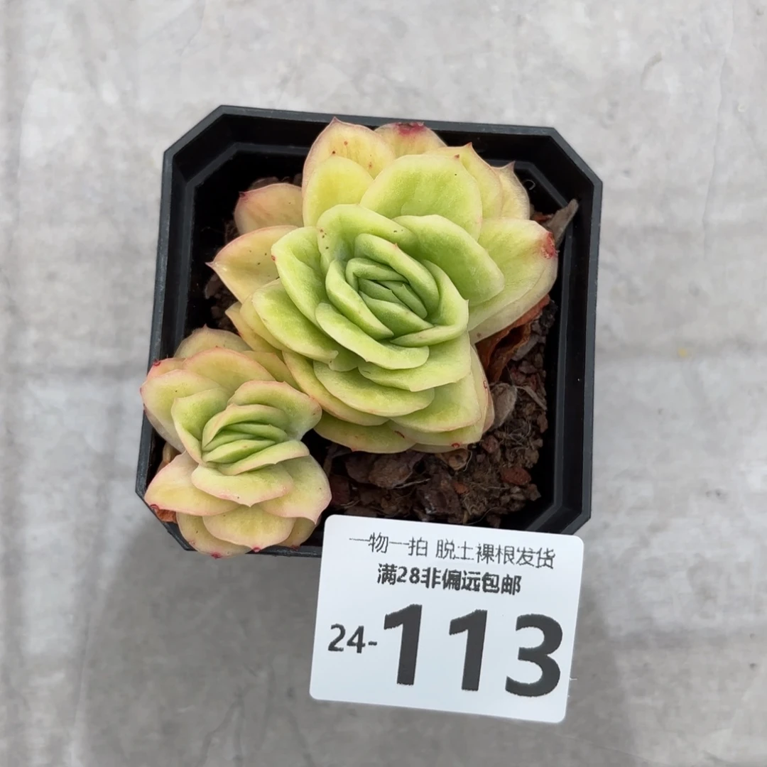 冰玫瑰多肉多肉多肉