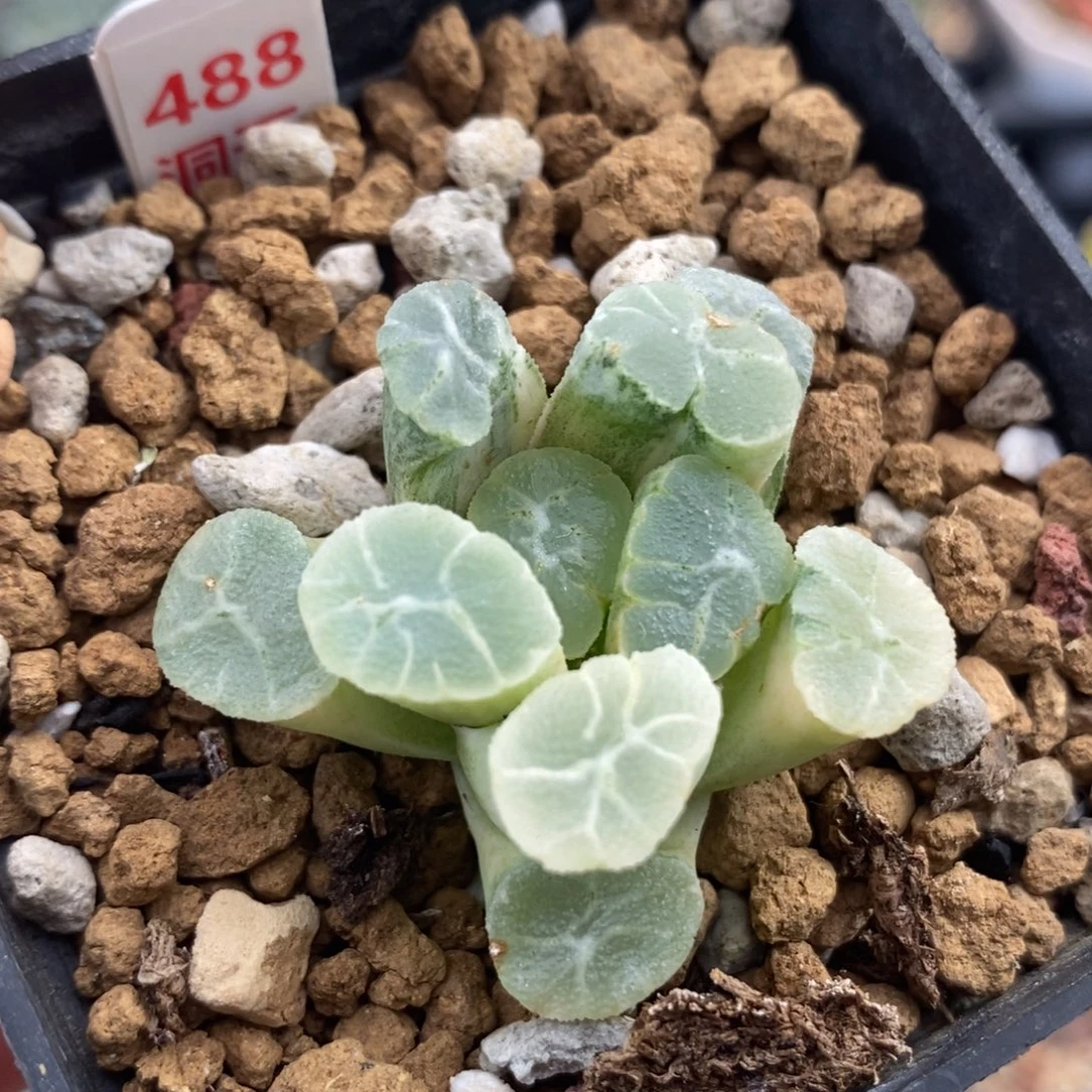 488万象锦一物一拍