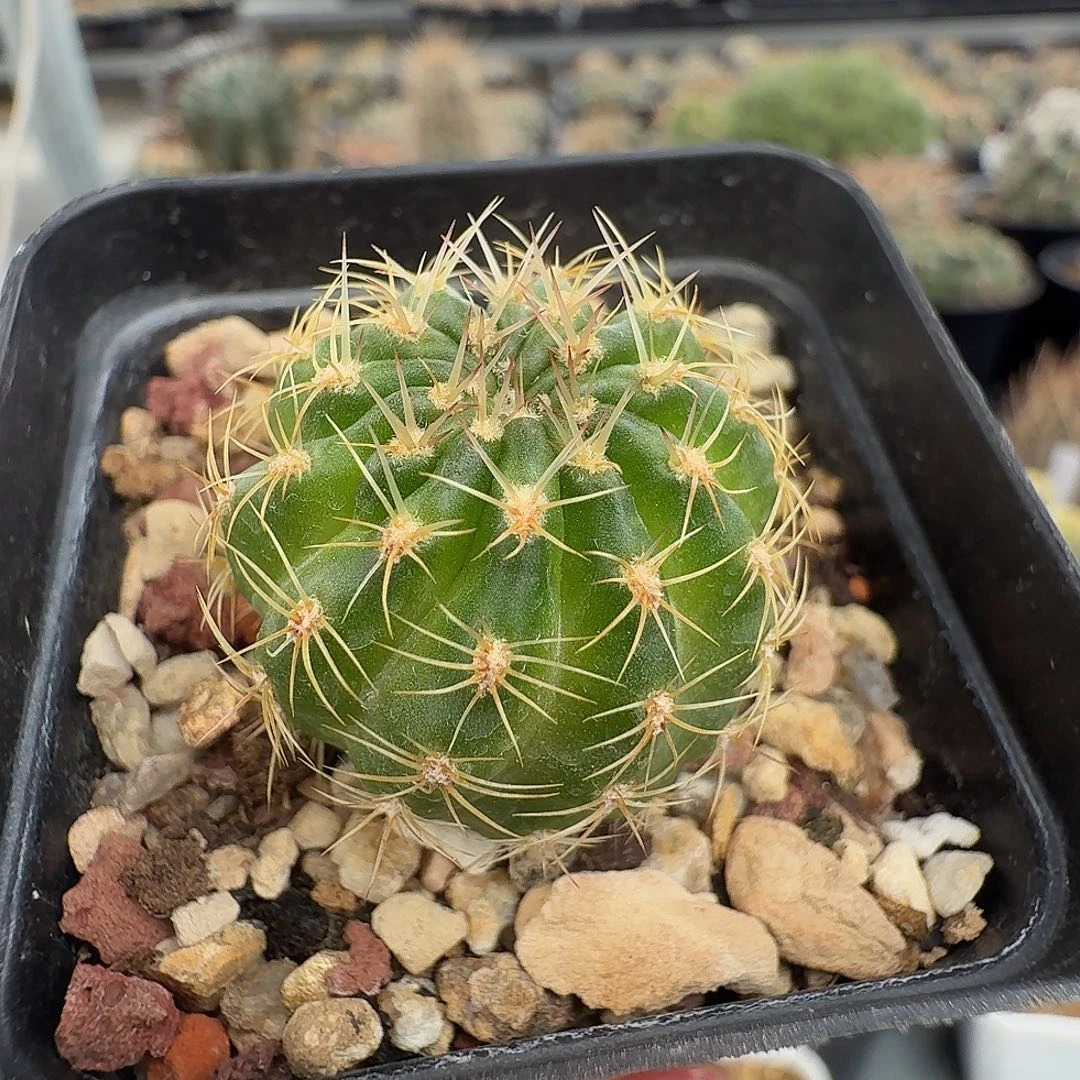 实生丽华脱土发货