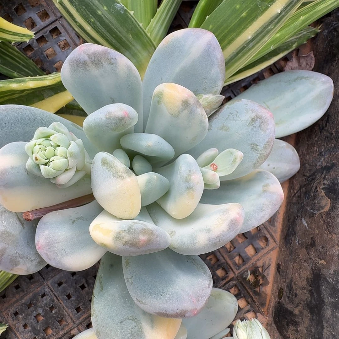 香水杂11111219-312