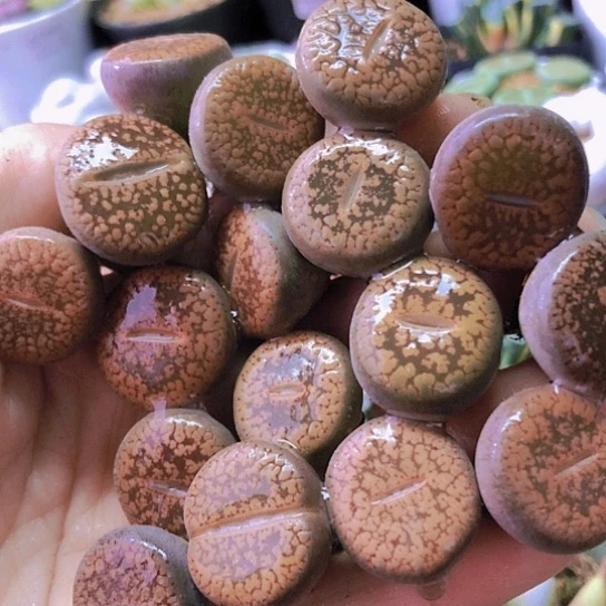 无花朵0577，2厘米左右老皮微瑕如图