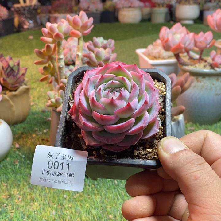 0011啊啊啊啊啊啊啊啊啊啊啊