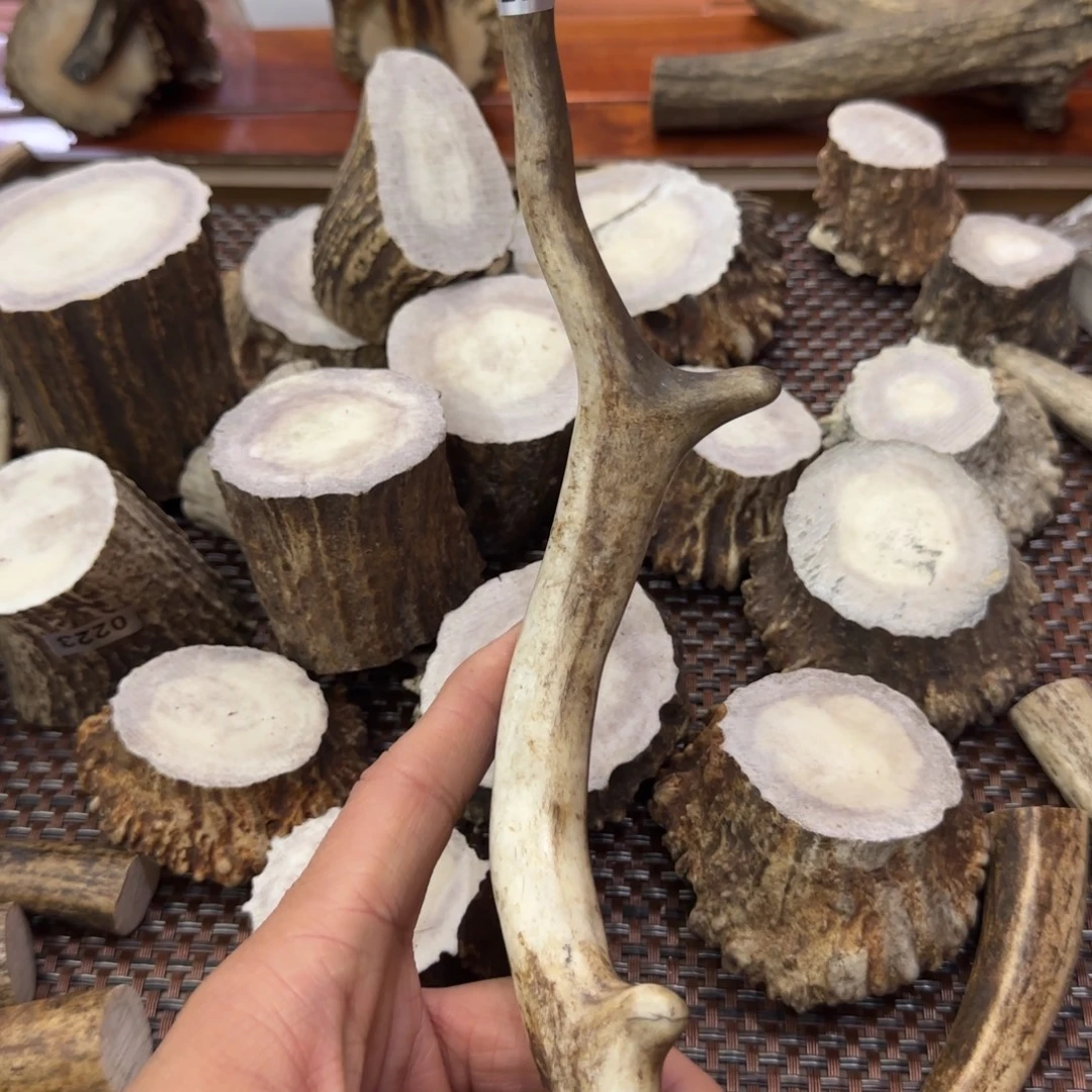 其他鹿骨梅花鹿角