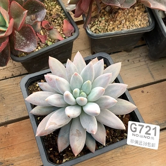 黄胖体哥特单头721 全场处理默认微瑕7-8天发货