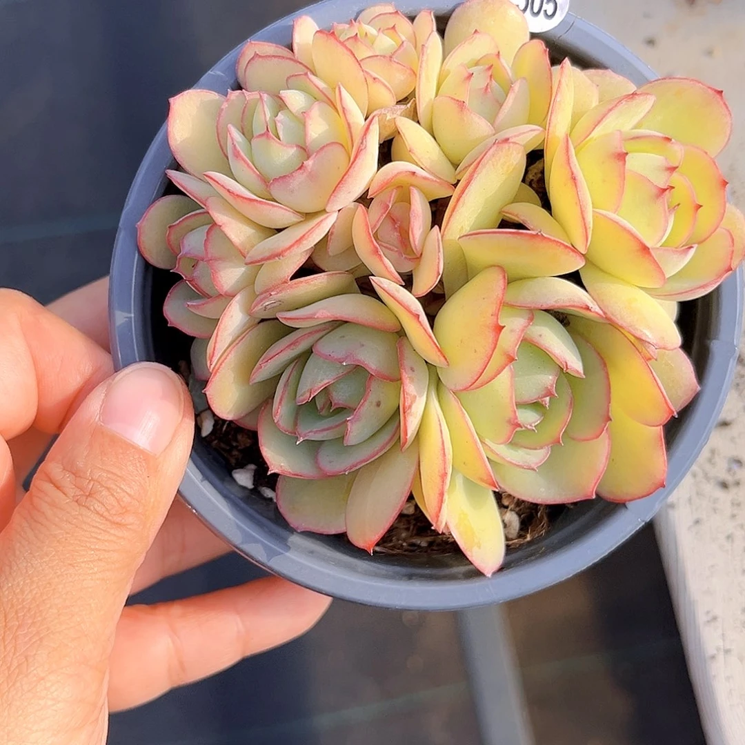 505 一物一拍多肉