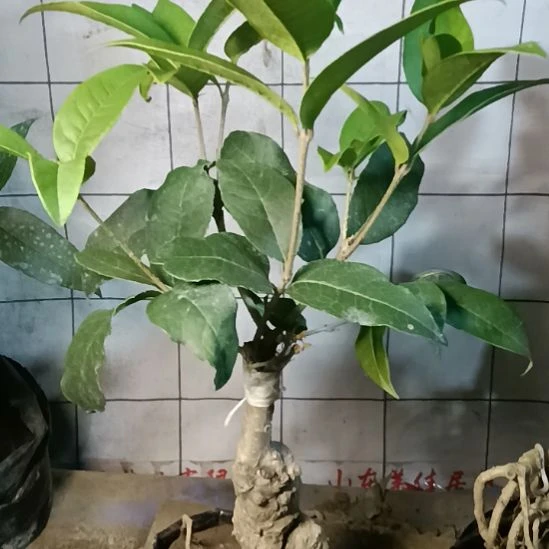 用***4完全开放四季系的丹桂
