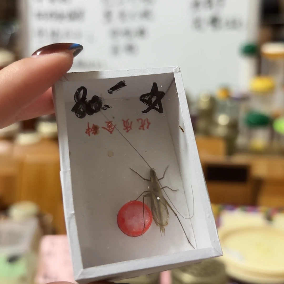 红山精品一条不包断须尾